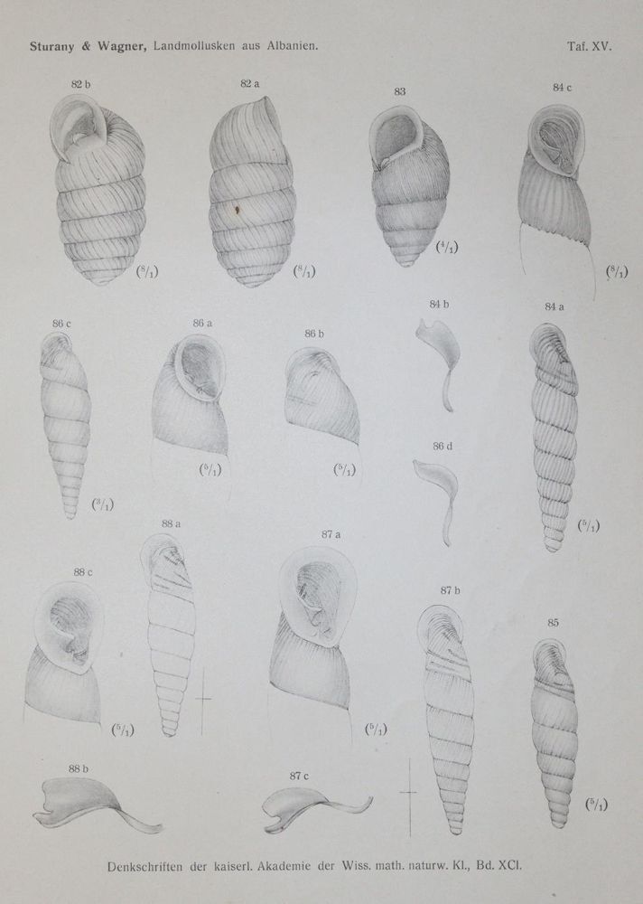Große Abbildung Nr.2: 139-1614 Sammlung: (Zoologie, Mollusken)