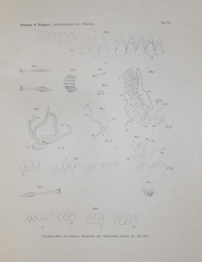 Große Abbildung Nr.3: 139-1614 Sammlung: (Zoologie, Mollusken)