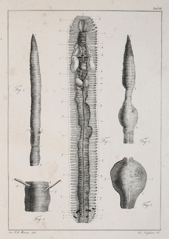 Große Abbildung Nr.1: 139-1617 Morren,C.F.A.: (Zoologie, Regenwurm)