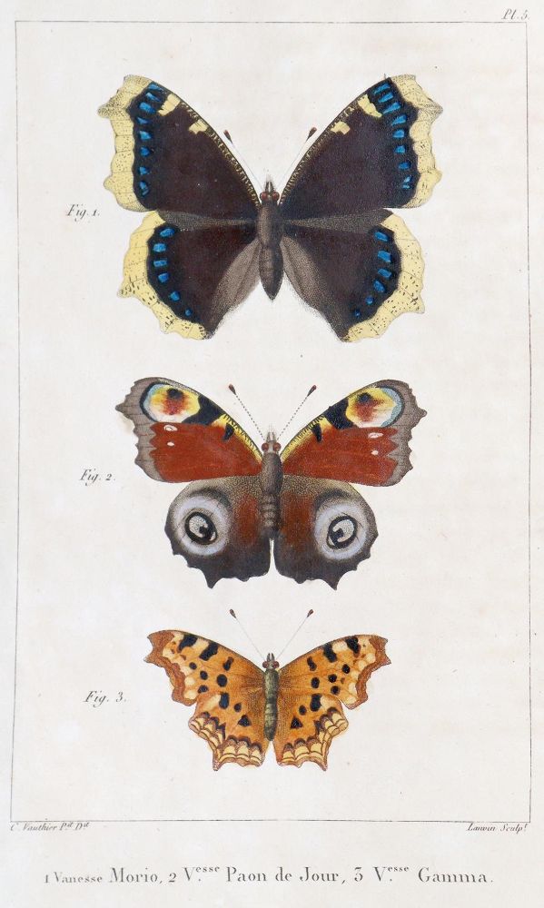 Große Abbildung Nr.1: 139-1619 Godart,J. u. P.Duponchel.: (Zoologie, Schmetterlinge)