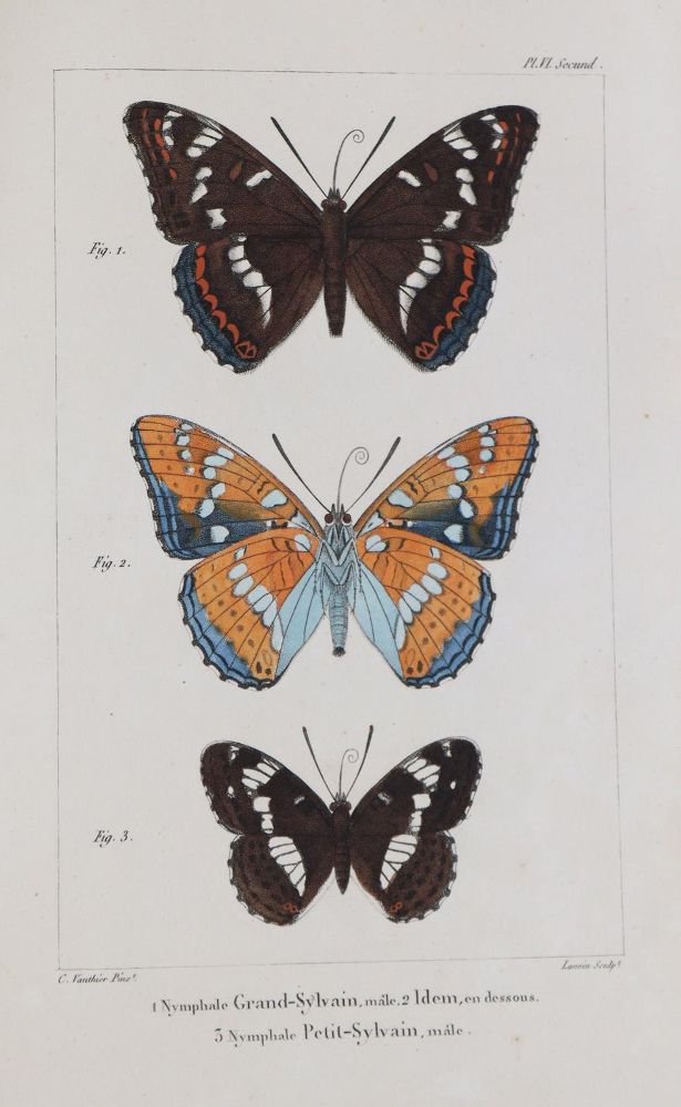 Große Abbildung Nr.4: 139-1619 Godart,J. u. P.Duponchel.: (Zoologie, Schmetterlinge)