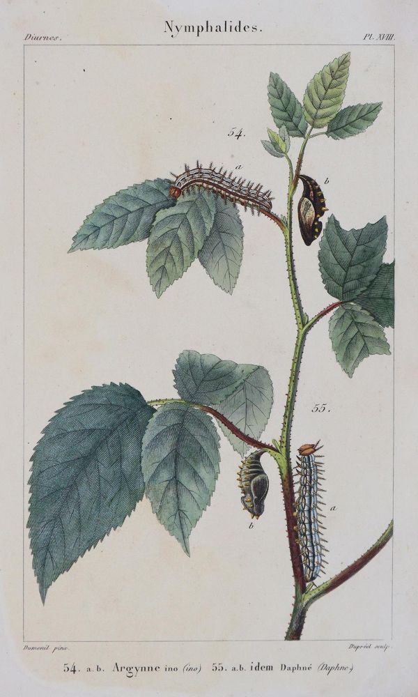 Große Abbildung Nr.5: 139-1619 Godart,J. u. P.Duponchel.: (Zoologie, Schmetterlinge)