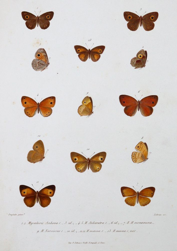 Große Abbildung Nr.1: 139-1620 Mabille,P.: (Zoologie, Schmetterlinge)