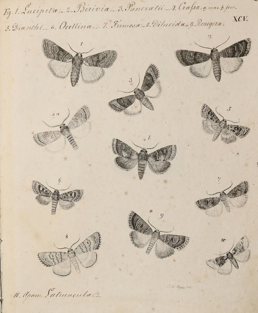 Große Abbildung Nr.2: 139-1621 Meigen,J.W.: (Zoologie, Schmetterlinge)