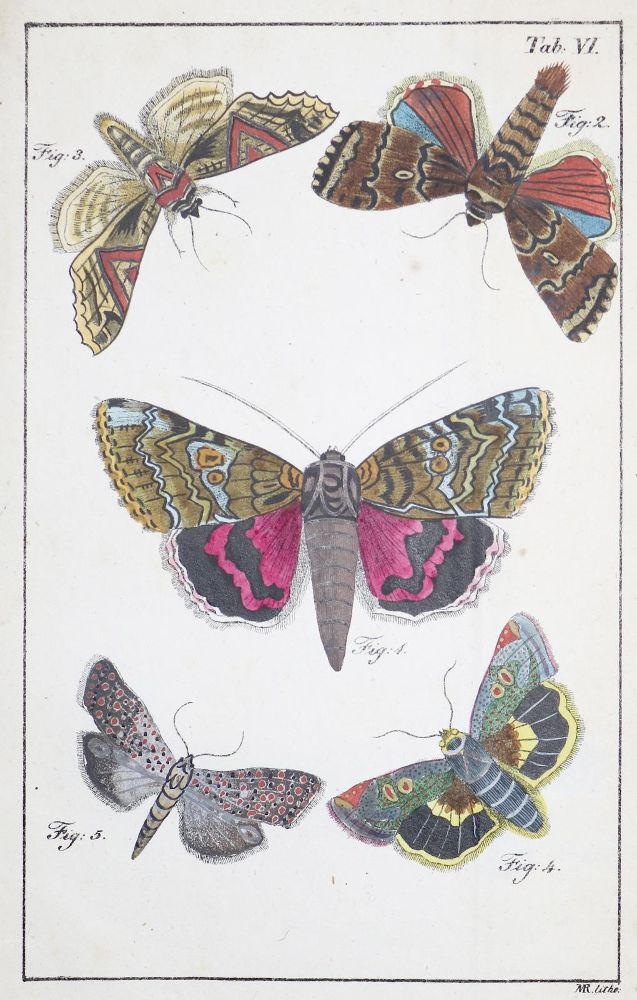 Große Abbildung Nr.1: 139-1623 Schott,J.J.: (Zoologie, Schmetterlinge)