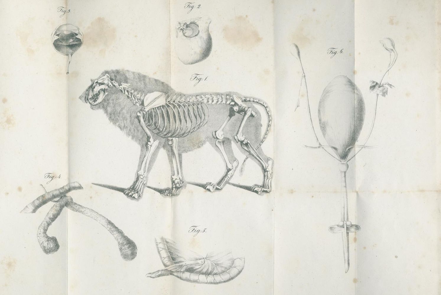Große Abbildung Nr.2: 139-1625 Beyträge: (Zoologie, Tiger)