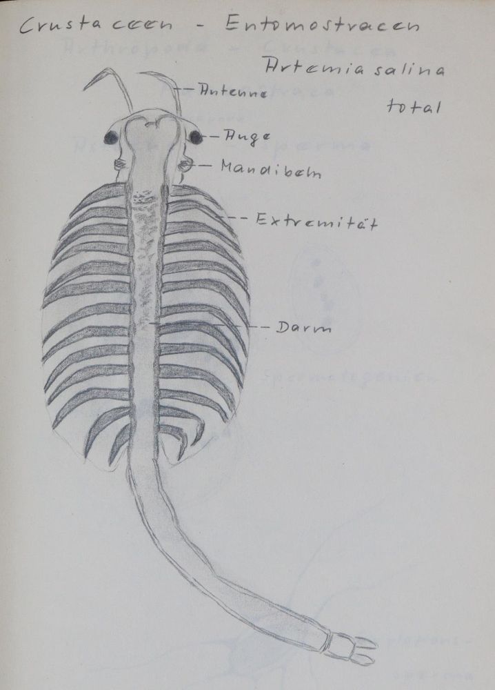 Große Abbildung Nr.1: 139-1626 Urzeitkrebse.: (Zoologie)