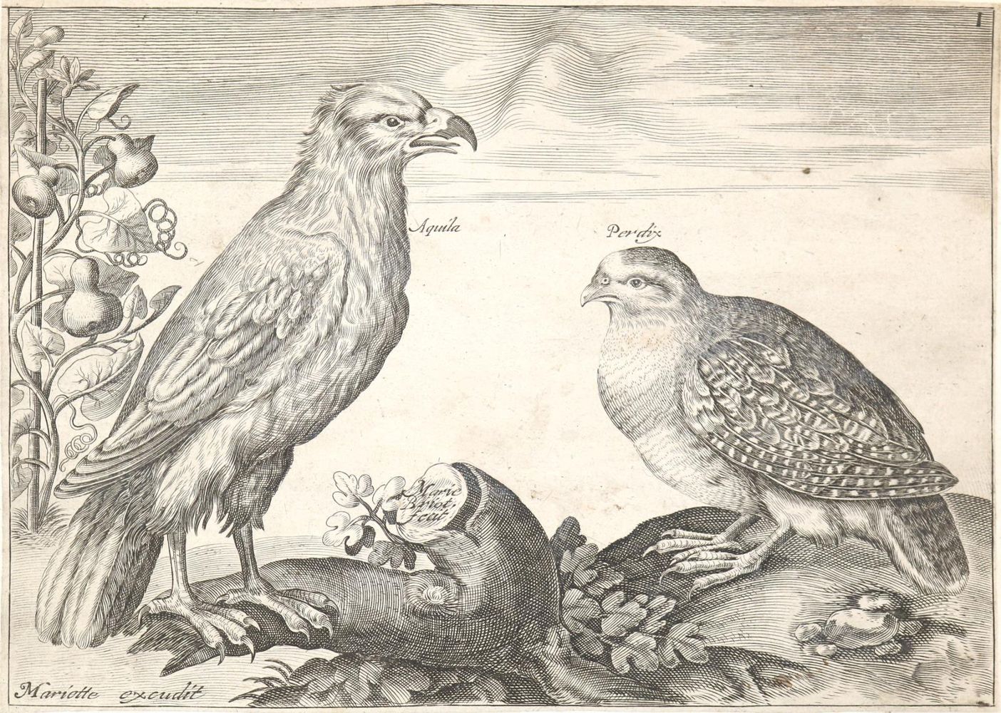Große Abbildung Nr.2: 139-1628 Briot, Marie.: (Zoologie, Vögel)