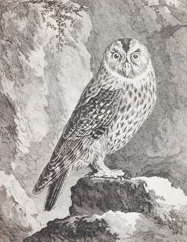 Große Abbildung Nr.2: 139-1629 (Buffon,G.L.L.de).: (Zoologie, Vögel)