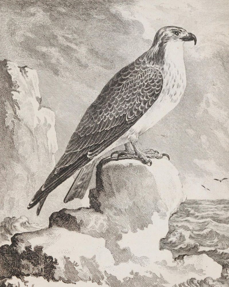 Große Abbildung Nr.3: 139-1629 (Buffon,G.L.L.de).: (Zoologie, Vögel)