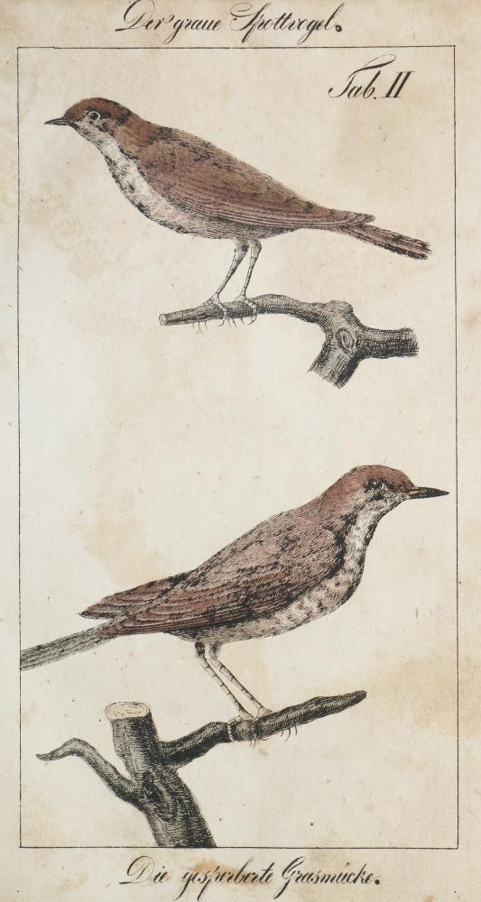Große Abbildung Nr.1: 139-1634 Tscheiner,J.D.: (Zoologie, Vögel)