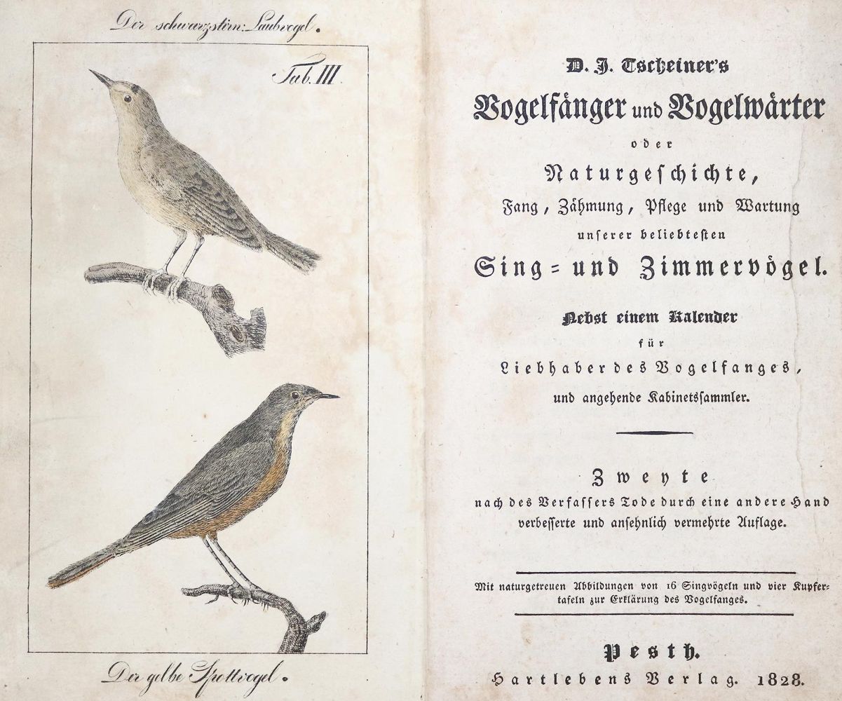 Große Abbildung Nr.2: 139-1634 Tscheiner,J.D.: (Zoologie, Vögel)
