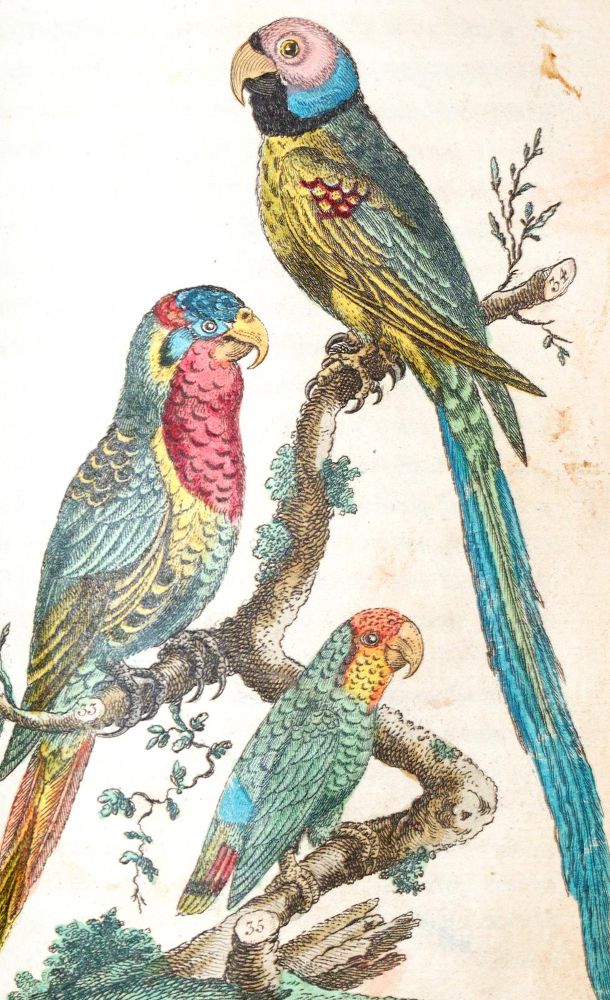 Große Abbildung Nr.1: 139-1635 (Wilhelm,G.T.).: (Zoologie, Vögel)
