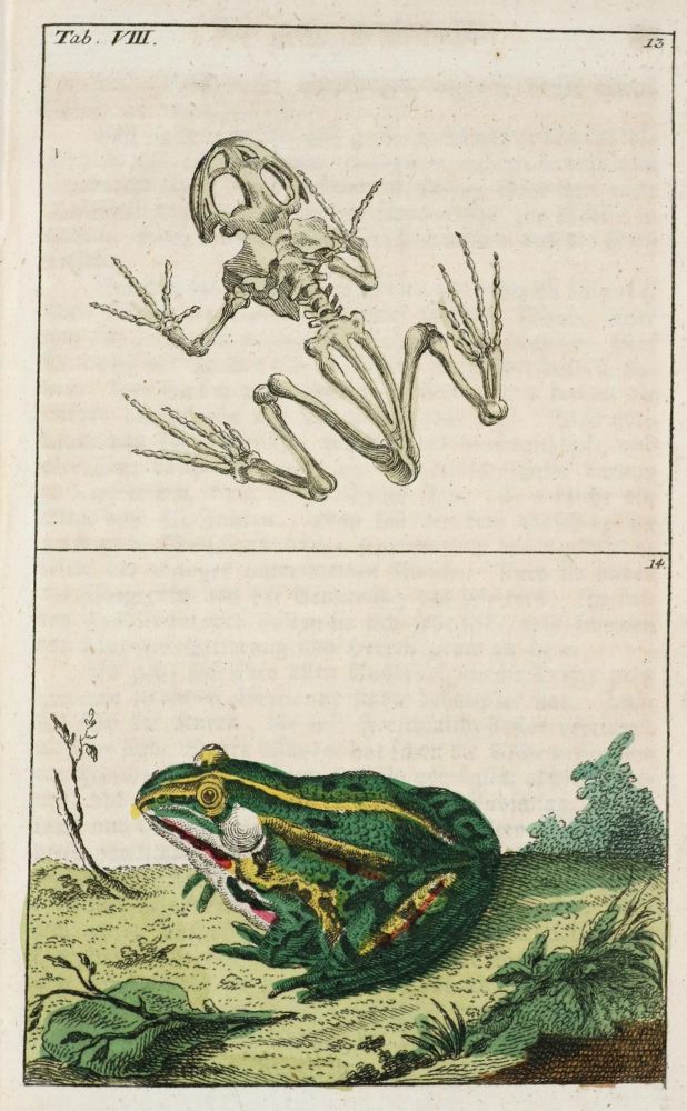 Große Abbildung Nr.1: 139-1636 (Wilhelm,G.T.).: (Zoologie)