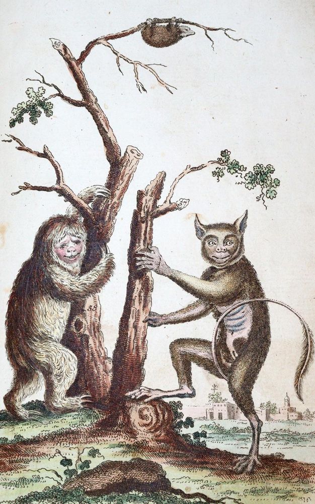 Große Abbildung Nr.1: 139-1637 Wilhelm,G.T.: (Zoologie)