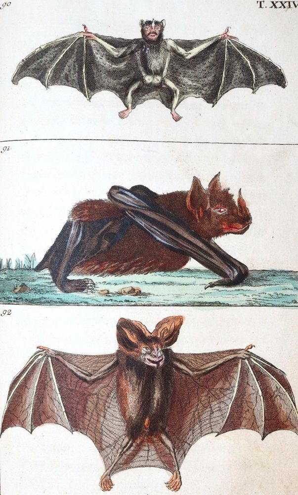 Große Abbildung Nr.2: 139-1637 Wilhelm,G.T.: (Zoologie)