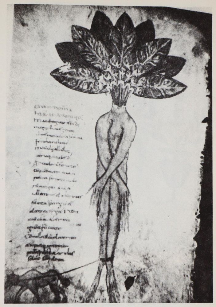 Große Abbildung Nr.4: 139-1668 Besler,B.: (Verschiedene Gebiete - Varia)