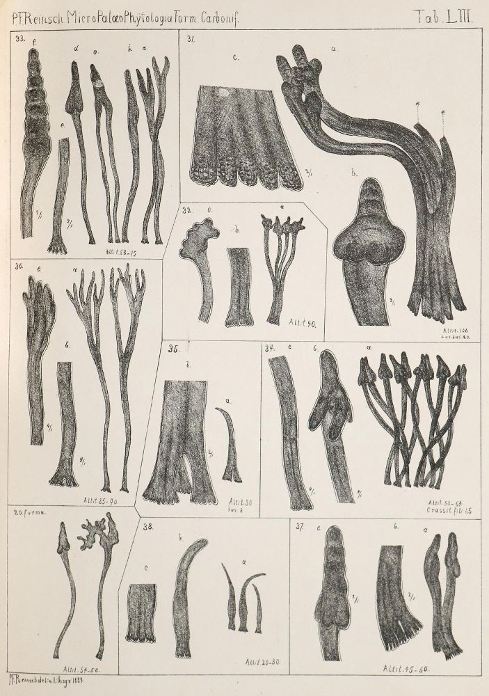 Große Abbildung Nr.1: 139-1696 Reinsch,P.F.: (Verschiedene Gebiete - Varia, Geologie - Mineralogie u. Paläontologie)