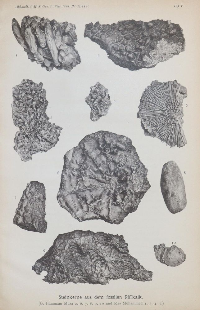 Große Abbildung Nr.2: 139-1701 Walther,J.: (Verschiedene Gebiete - Varia, Geologie - Mineralogie u. Paläontologie)