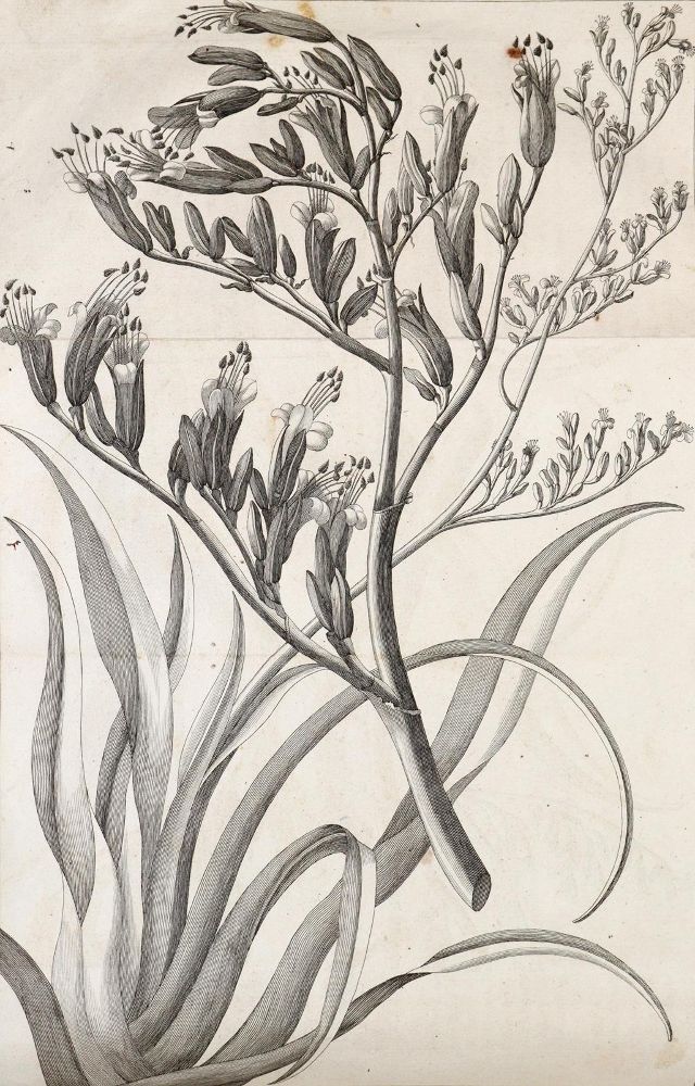 Große Abbildung Nr.8: 139-2302 Cook,J.: (Verschiedene Länder - Geschichte, Südsee)