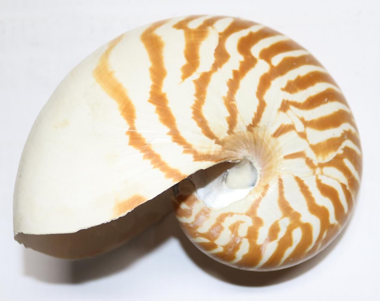 Große Abbildung Nr.1: 139-2383 Muschelsammlung.: (Varia)