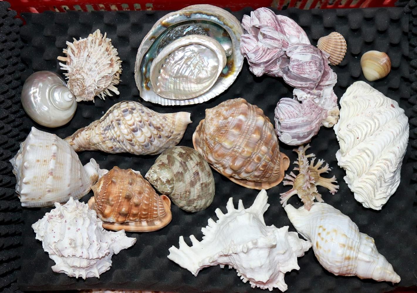 Große Abbildung Nr.2: 139-2383 Muschelsammlung.: (Varia)