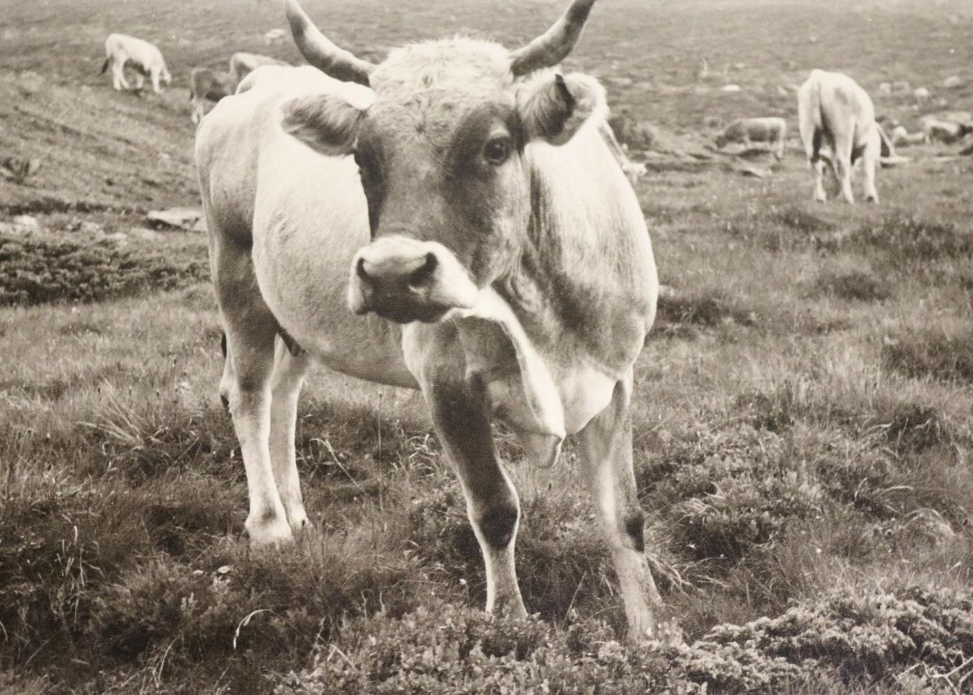 Große Abbildung Nr.1: 139-2788 Sammlung: (Photographie)