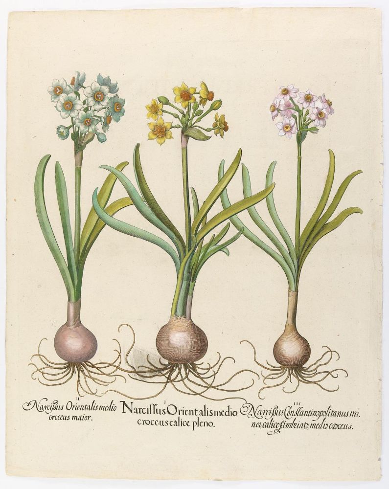 Große Abbildung Nr.2: 139-2812 Narzisse, Muschelblume u. Türk. Drachenkopf.: (Varia, Botanik, Besler)