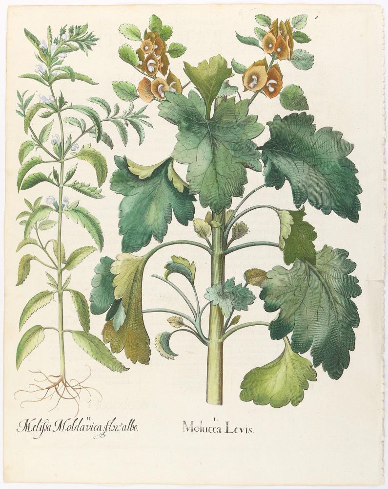 Große Abbildung Nr.3: 139-2812 Narzisse, Muschelblume u. Türk. Drachenkopf.: (Varia, Botanik, Besler)