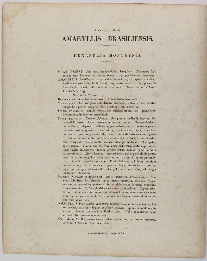 Große Abbildung Nr.4: 139-2812 Narzisse, Muschelblume u. Türk. Drachenkopf.: (Varia, Botanik, Besler)