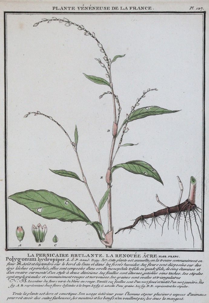 Große Abbildung Nr.1: 139-2814 Bulliard,P.: (Varia, Botanik)