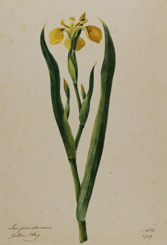 Große Abbildung Nr.1: 139-2816 Iris.: (Varia, Botanik)