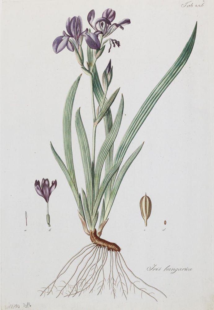 Große Abbildung Nr.3: 139-2816 Iris.: (Varia, Botanik)
