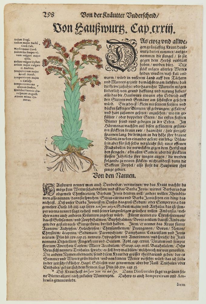 Große Abbildung Nr.2: 139-2817 Kräuterbuch.: (Varia, Botanik)