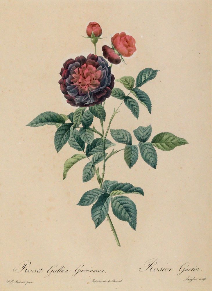 Große Abbildung Nr.2: 139-2819 Redouté, P.J.: (Varia, Botanik)