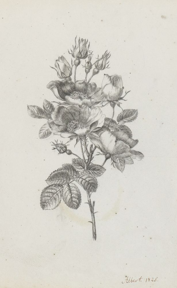 Große Abbildung Nr.1: 139-2821 D'Albert-Durade, François: (Varia, Botanik, Rose)