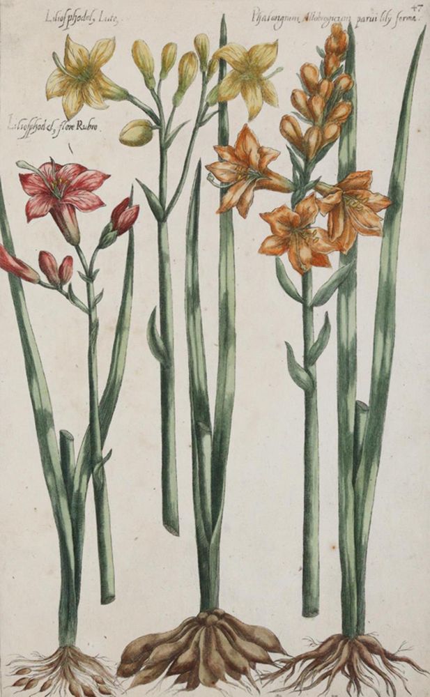 Große Abbildung Nr.1: 139-2823 Sammlung: (Varia, Botanik)