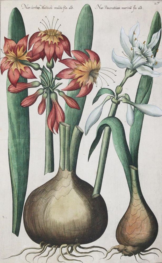 Große Abbildung Nr.2: 139-2823 Sammlung: (Varia, Botanik)