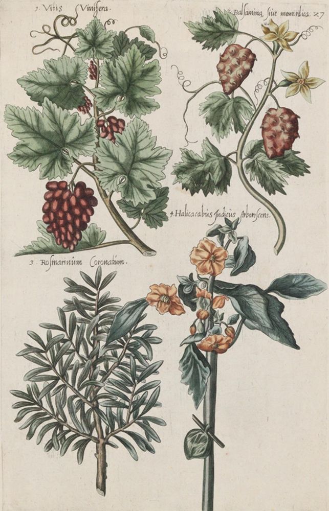Große Abbildung Nr.3: 139-2823 Sammlung: (Varia, Botanik)