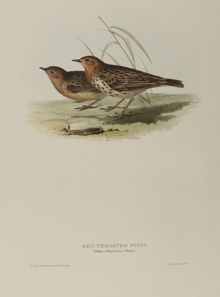 Große Abbildung Nr.2: 139-2896 Gould.: (Varia, Vögel)