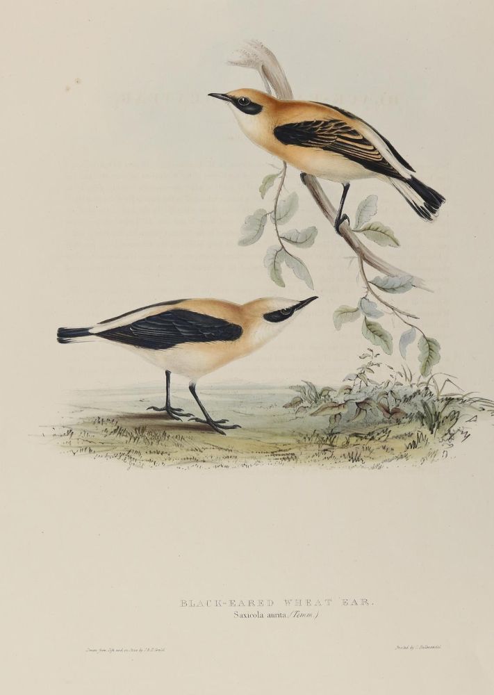 Große Abbildung Nr.3: 139-2896 Gould.: (Varia, Vögel)