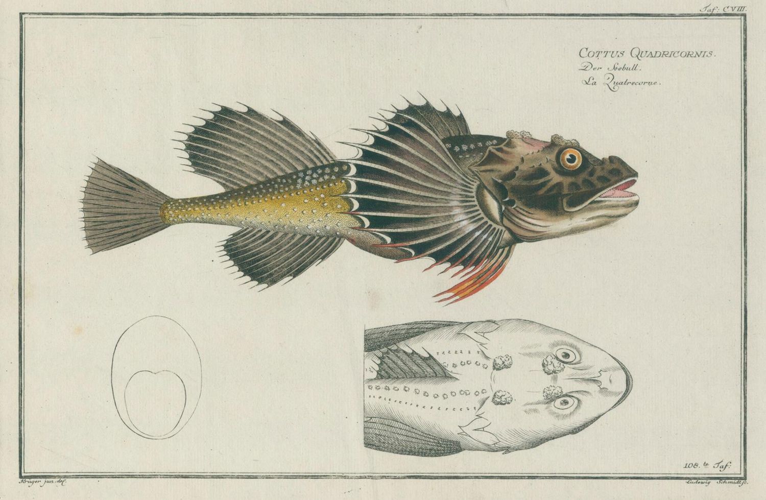 Große Abbildung Nr.4: 139-2899 Bloch,M:E.: (Varia, Zoologie, Fische)