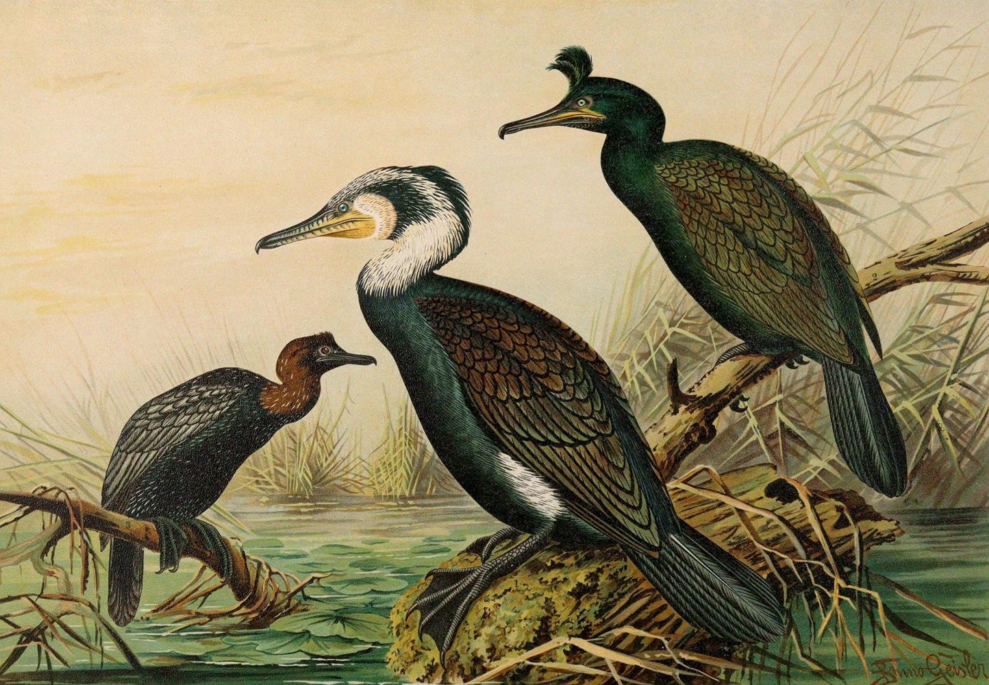 Große Abbildung Nr.2: 139-2901 Naumann,J.F.: (Varia, Zoologie)