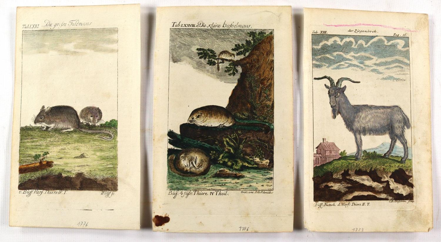 Große Abbildung Nr.1: 139-2903 Tiere.: (Varia, Zoologie)