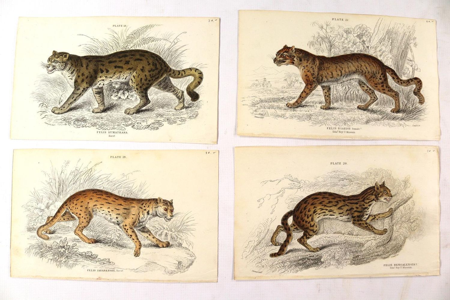 Große Abbildung Nr.4: 139-2904 Tiere.: (Varia, Zoologie)