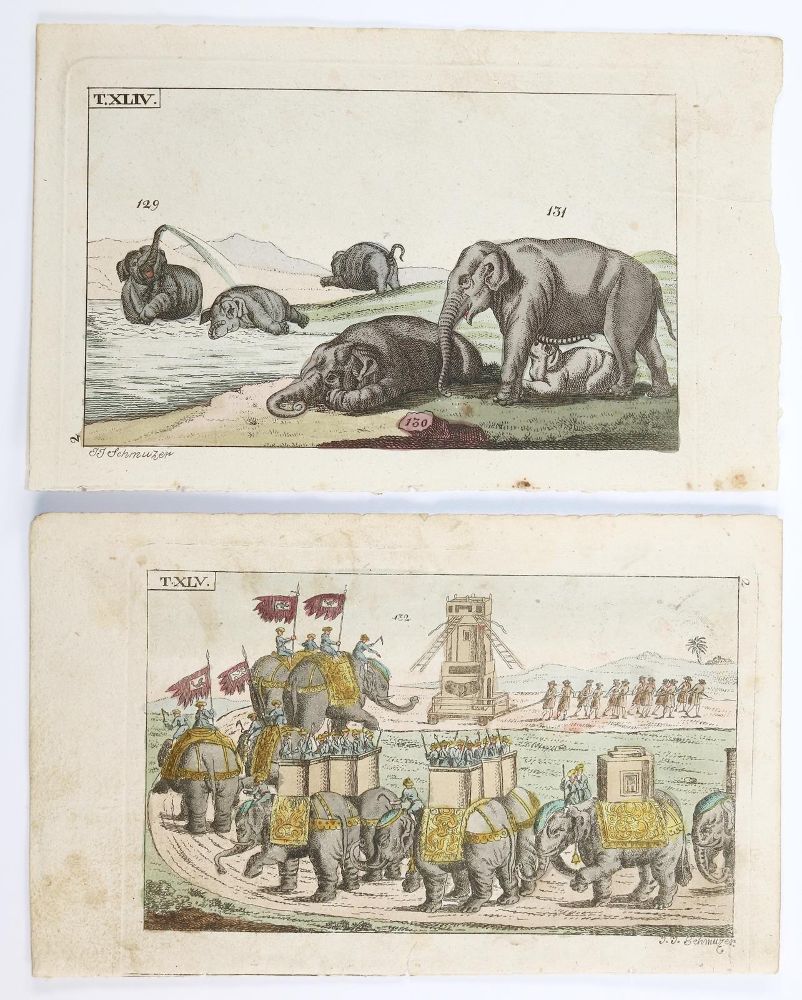 Große Abbildung Nr.2: 139-2905 Vögel.: (Varia, Zoologie)