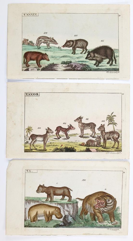 Große Abbildung Nr.3: 139-2905 Vögel.: (Varia, Zoologie)