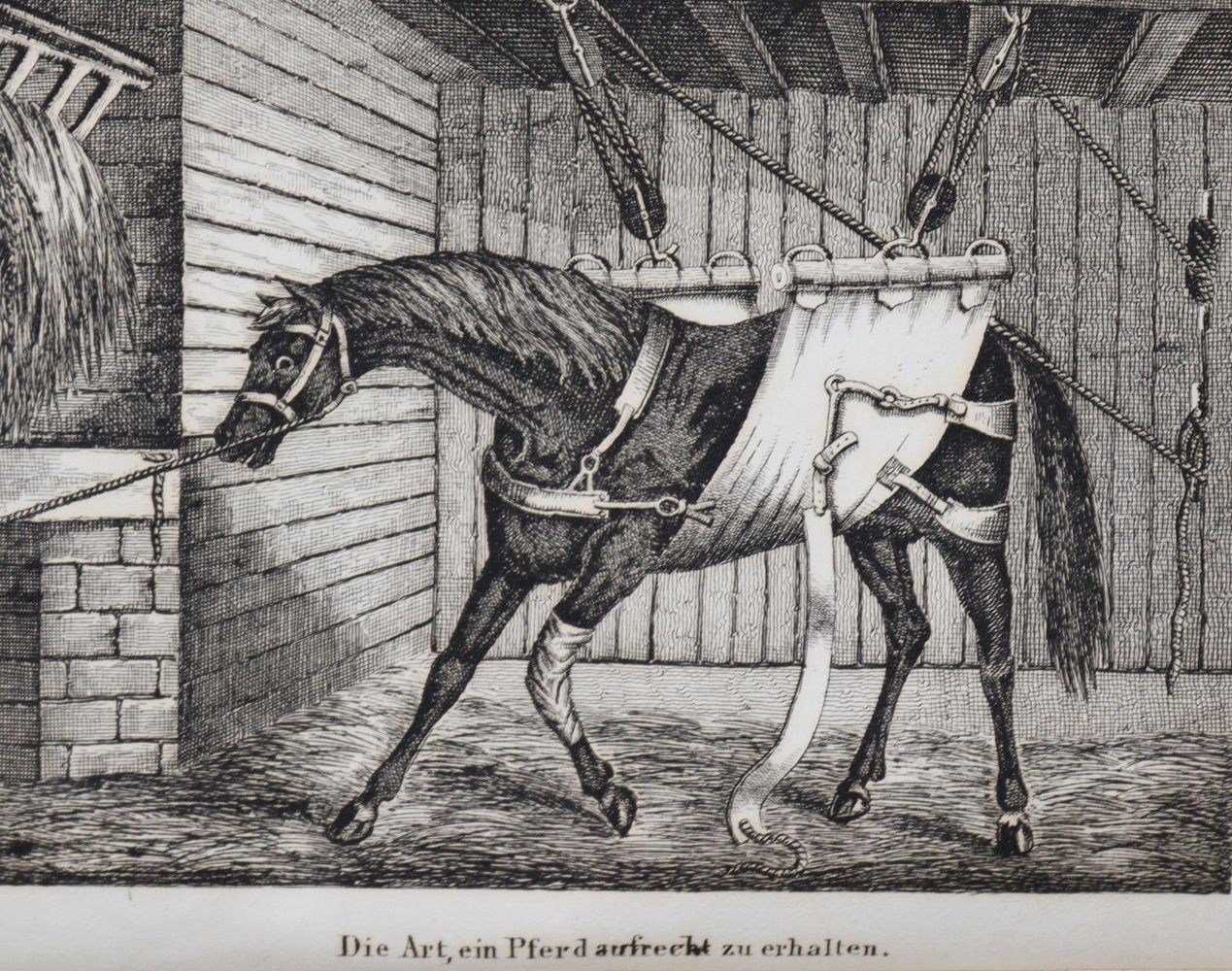 Große Abbildung Nr.2: 139-525 Apperley,C.J.: (Sport, Reitsport)