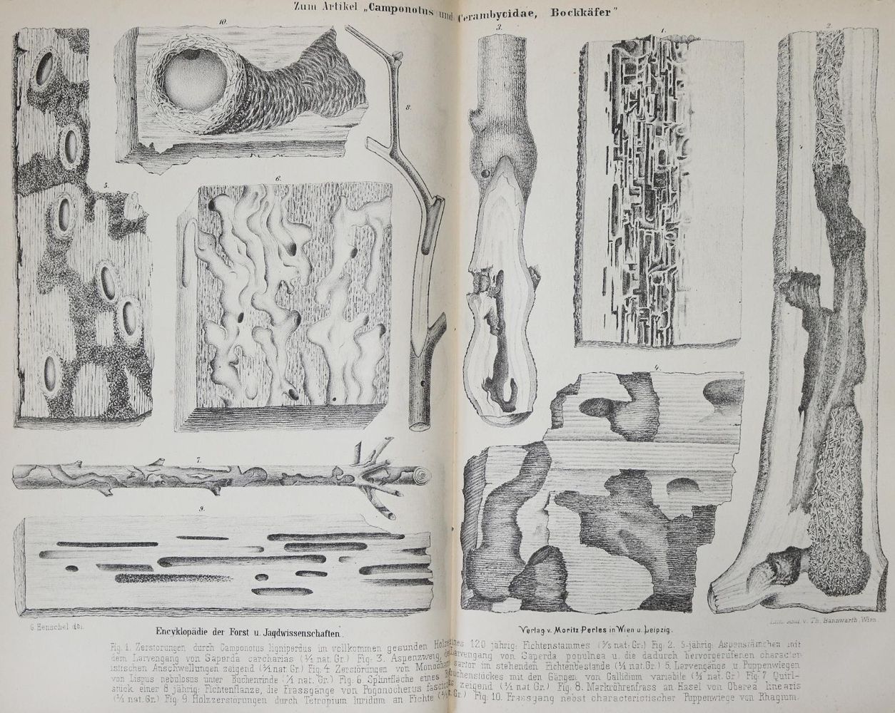 Große Abbildung Nr.6: 139-555 Dombrowski,R.Ritter v.: (Jagd)
