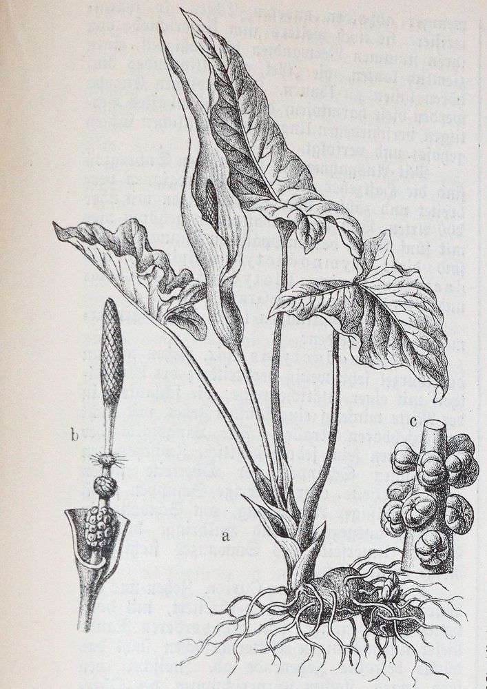 Große Abbildung Nr.8: 139-555 Dombrowski,R.Ritter v.: (Jagd)